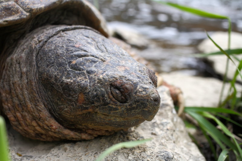 Snapping Turtle