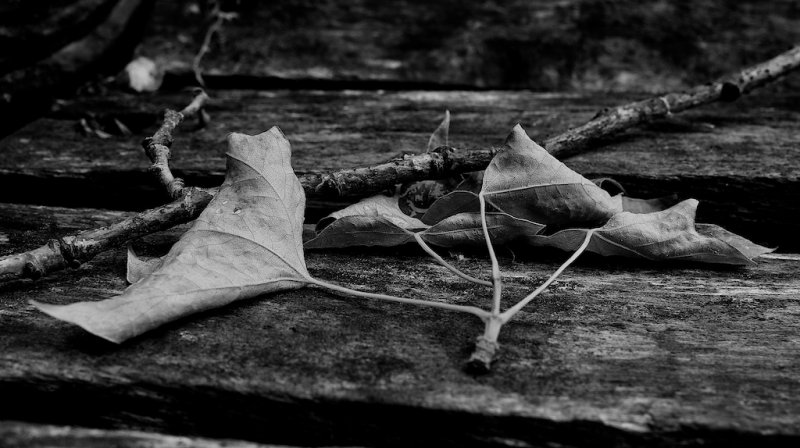 Leaves