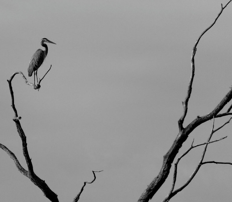 Great Blue Heron