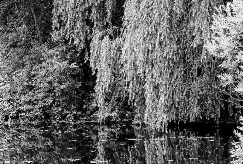 Willow