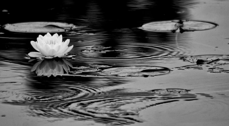 Water Lily