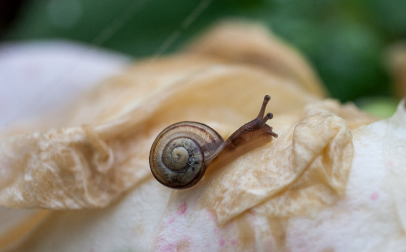 Snail