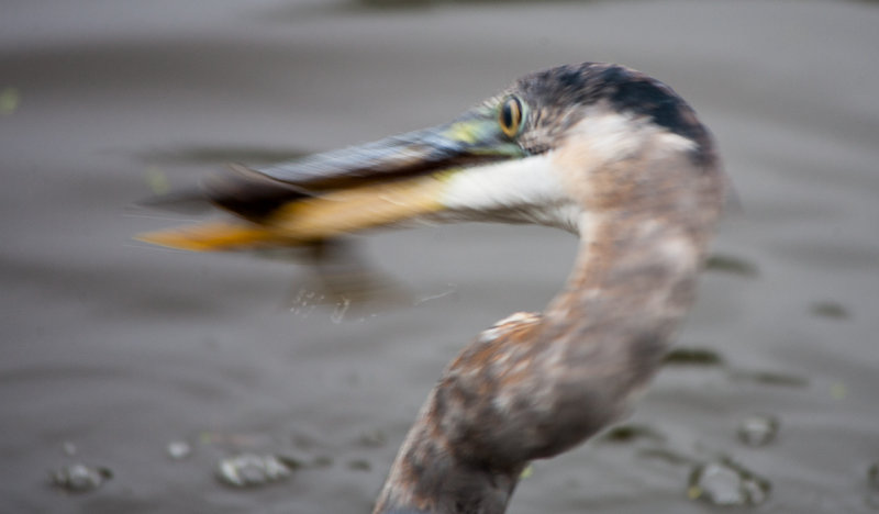 Heron vs. Fish