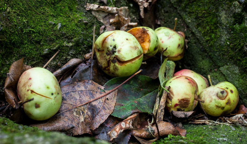 Apples