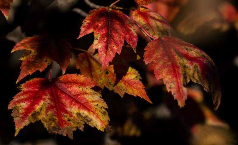 Colours