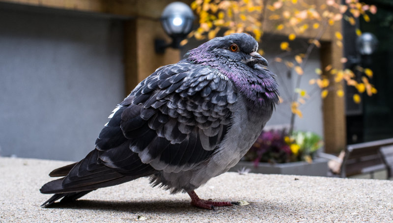 Pigeon