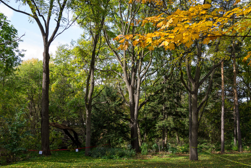 Fall Afternoon