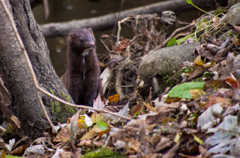 Mink