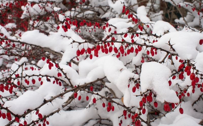 Red Berries