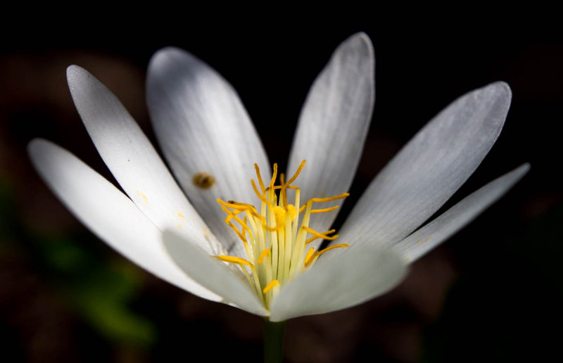 Bloodroot