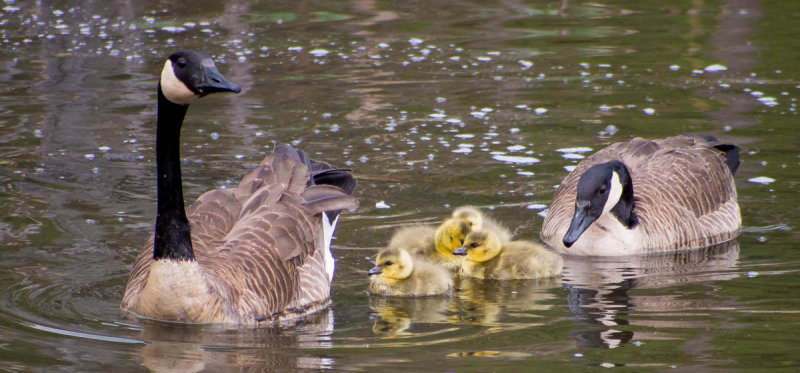 Goslings