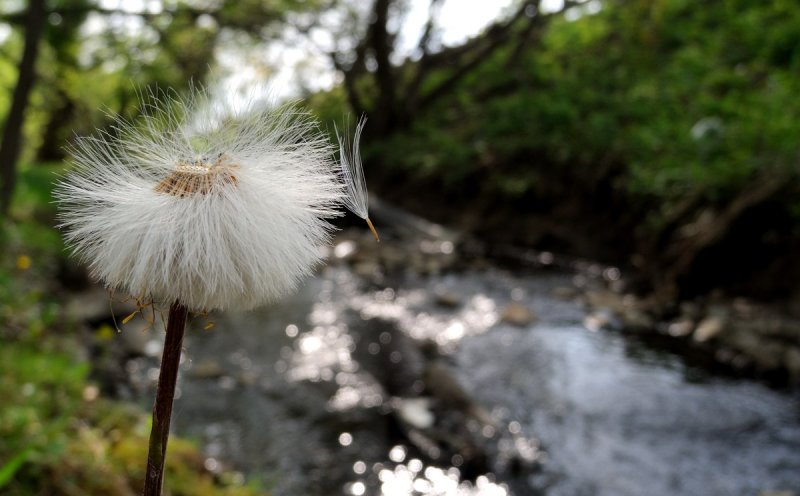 Stream