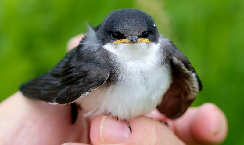 Tree Swallow Chick