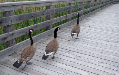Boardwalk Geese