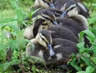 Ducklings/Rain