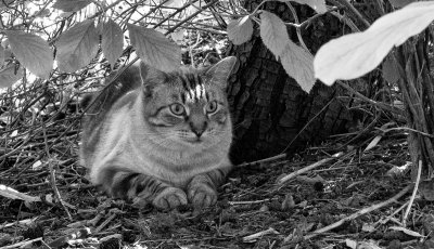Hiding Cat