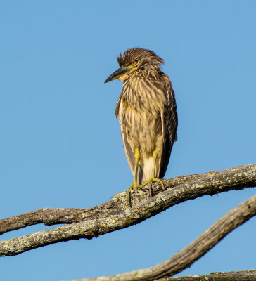 Black-crowned Night Heron (juvenile)