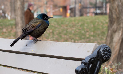 Bench Bird