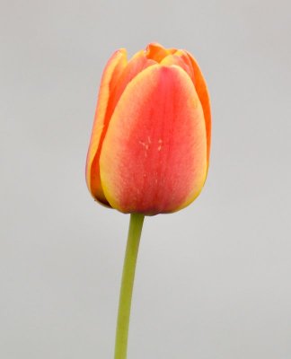 Tulip