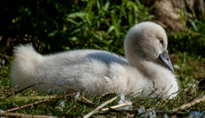 Cygnet