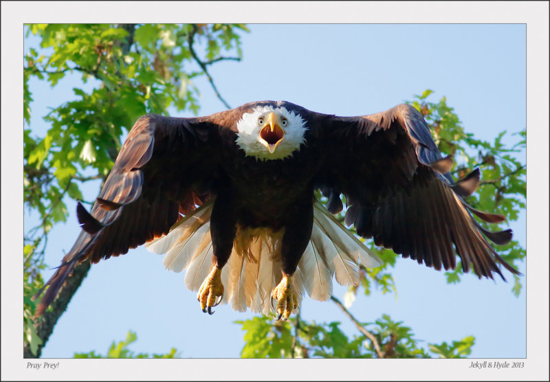 Pray Prey!