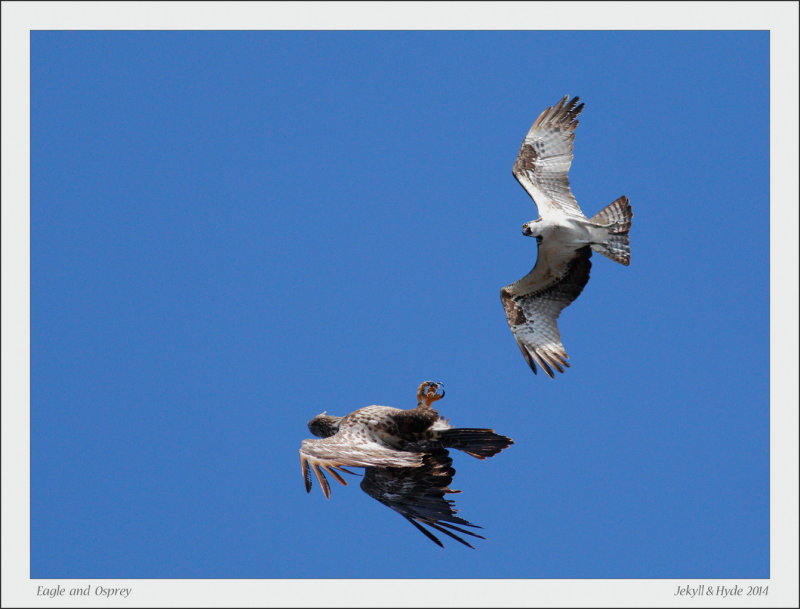 Eagle and Osprey