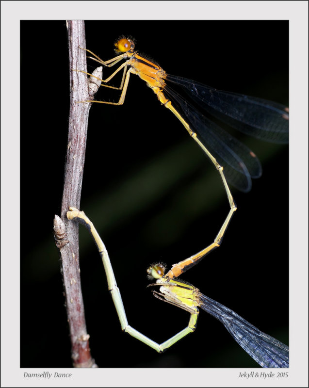 Damselfly Dance