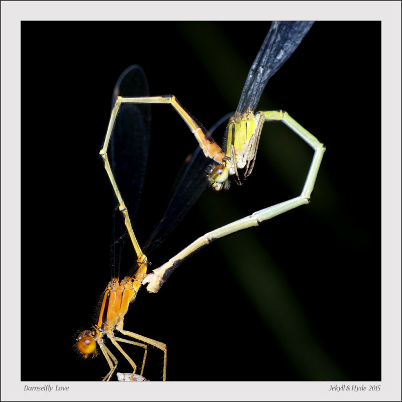 Damselfly Love