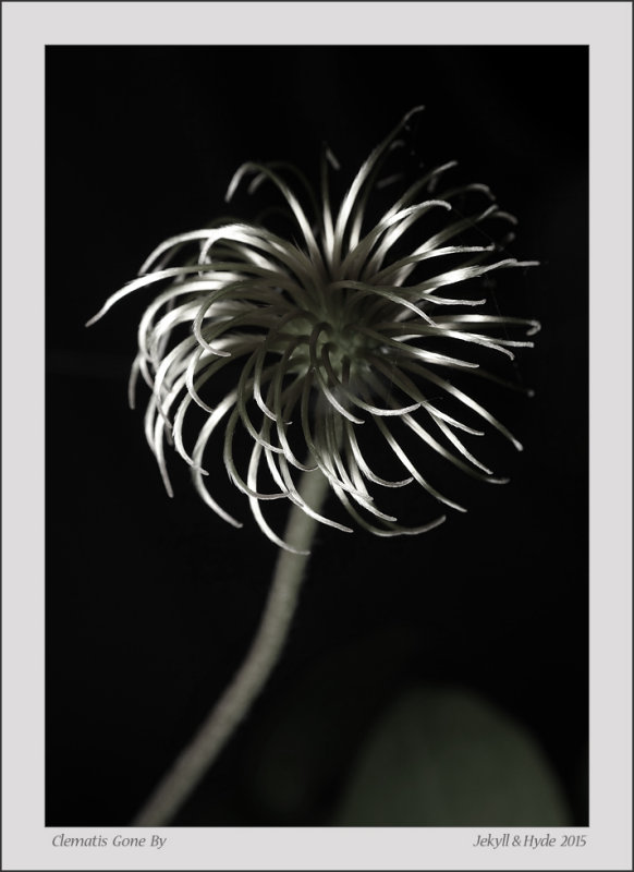 Clematis Gone By