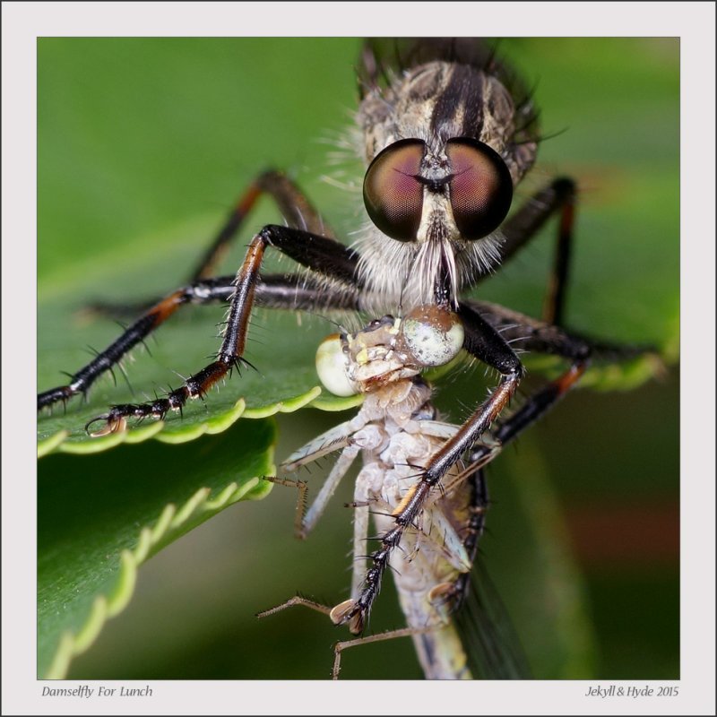 Damselfly For Lunch