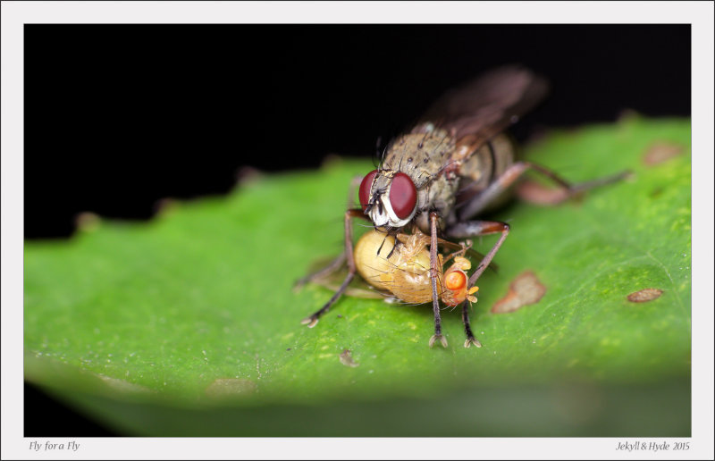 Fly for a Fly