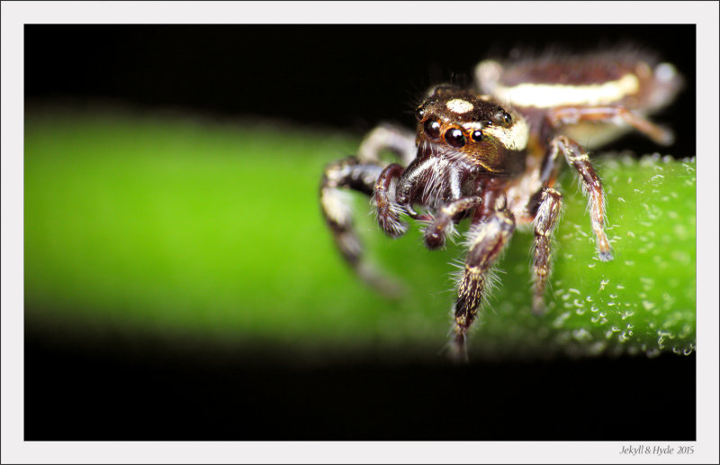 Jumper