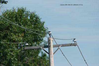Canon 200-400L IS @ f/5.6