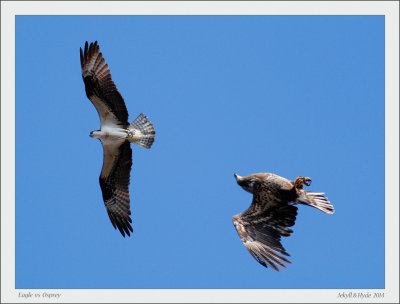 Eagle and Osprey