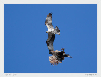 Eagle and Osprey