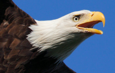 100% Crop