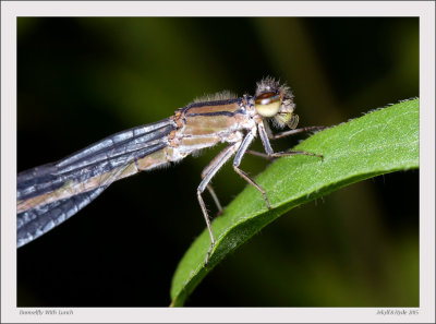 Damselfly With Lunch