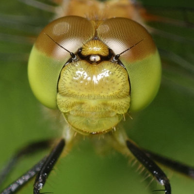 Dragon 100% Crop
