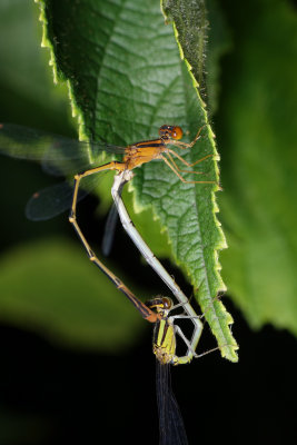 Damselfly Full Size