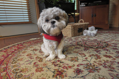 Doggie Full Size