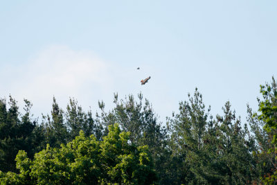 Distant Hawk