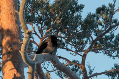 Lets practice on crows first as eagles are nowhere to be seen