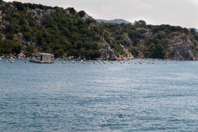 Mussel farms in the Sibenik/Skradin canal