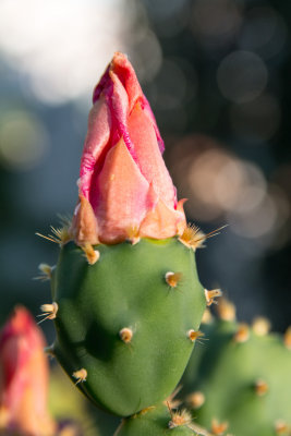 Cactus, Hvar
