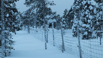 Reindeer fence