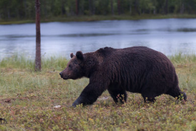Bear safari in Northern Karelia