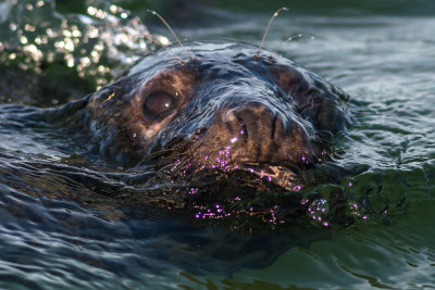 Seal safari in the Baltic Sea