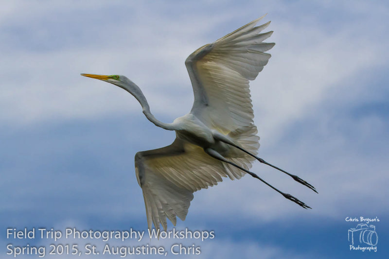 Chris - Skinny Egret Chris.jpg