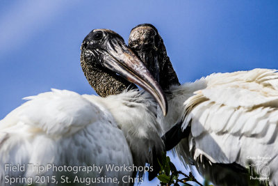 Chris - Storks in Love Chris.jpg