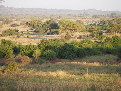 Typical Serengeti scenery